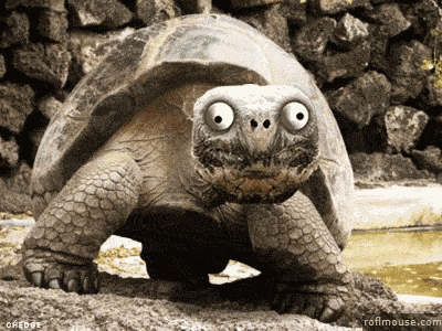 Smile Turtle GIF