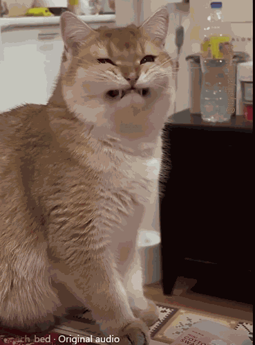 Smiling Cat GIF