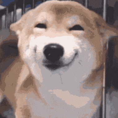 Smiling Dog Happy GIF