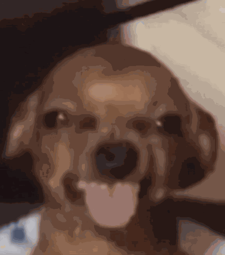 Smiling Dog Smile GIF