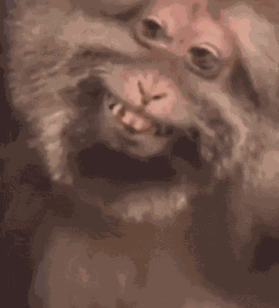 Smiling Monkey Monkey Smiling Meme