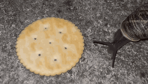 Snail Eating Cracker Ritz Salted Snail Yum GIF