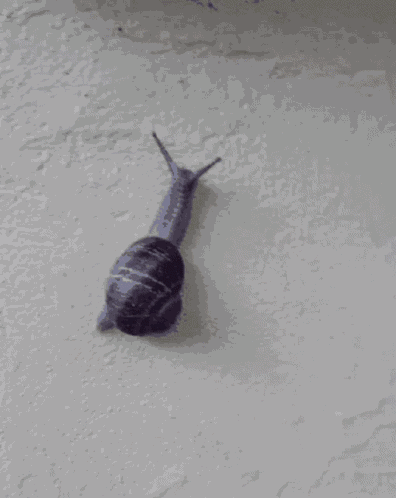 Snail In Backyard GIF