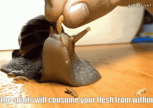 Snail GIF