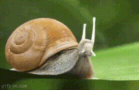 Snail Transform GIF