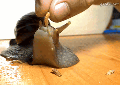 Snail Weretigersnail GIF