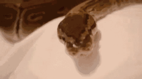 Snake Boop GIF