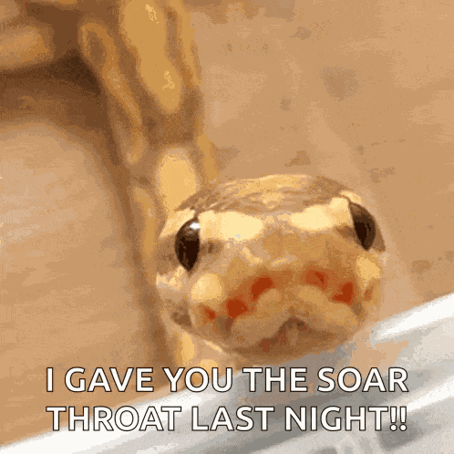 Snake Cute GIF