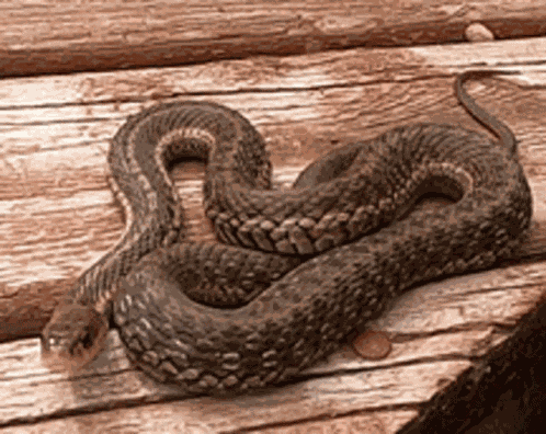Snake Cute GIF