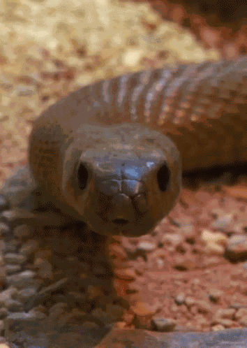 Snake From Http://Headlikeanorange.Tumblr.Com/ GIF