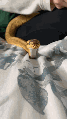 Snake Hat GIF
