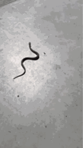 Snake GIF