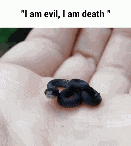 Snake Small Snake GIF