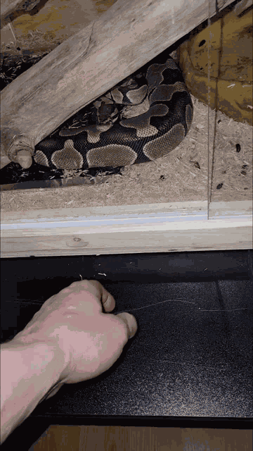 Snake Snakes GIF