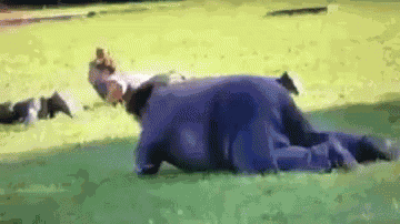 Sneak Crawling GIF