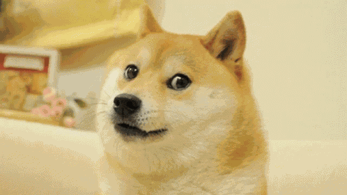 Sniff Doge GIF