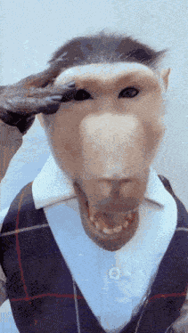 Sniffer Monkey Funny Monkey GIF