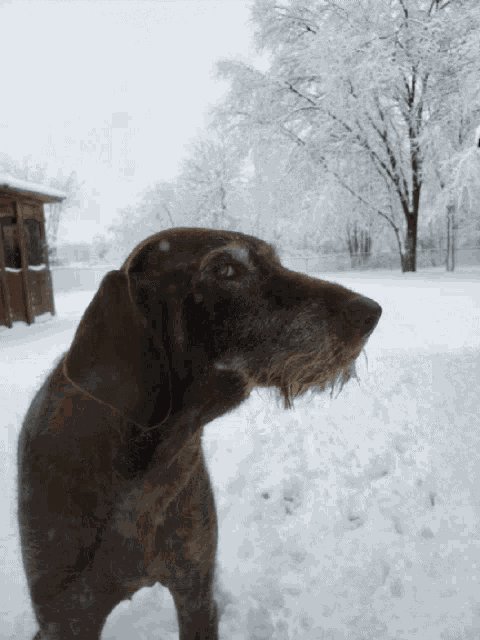 Snow GIF
