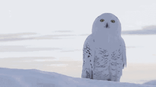 Snow Owl GIF