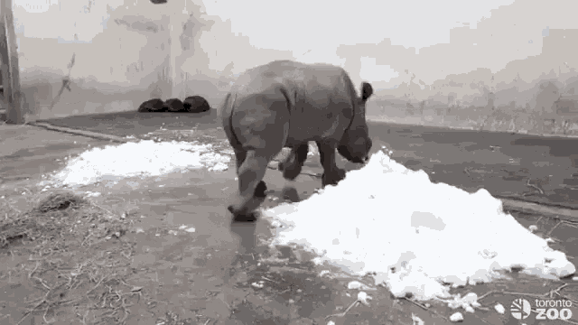 Snow Plow Rhino GIF