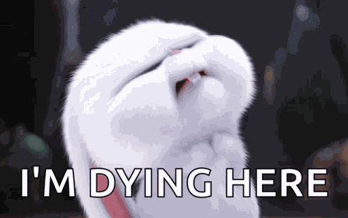 Snowball Bunny GIF