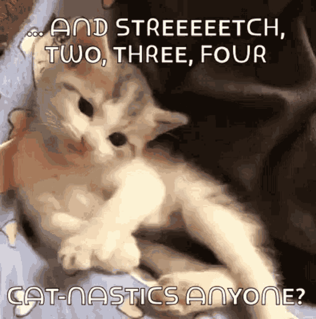 So Cute Cat GIF