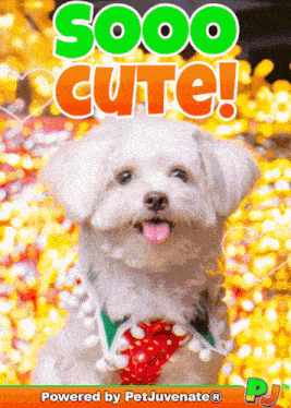 So Cute Pj Petjuvenate So Cute Images GIF