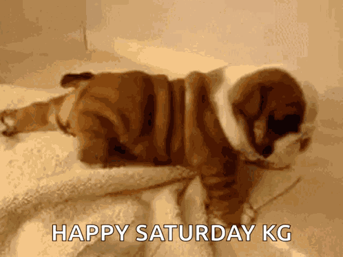 So Cute Puppy GIF