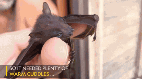 So It Needed Plenty Of Warm Cuddles Worlds Weirdest GIF