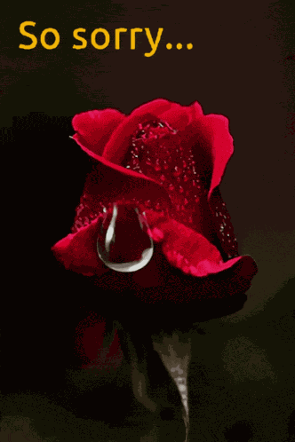 So Sorry Rose GIF