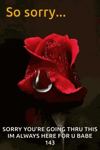 So Sorry Rose GIF
