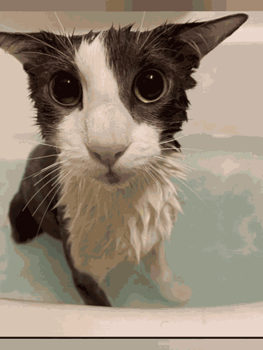 Sog Cat Soggy GIF