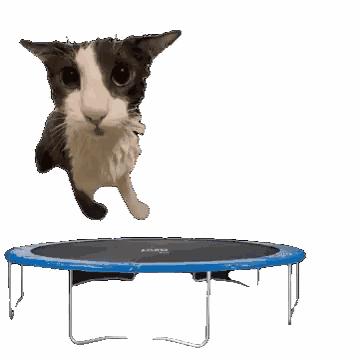Soggy Cat Shark GIF