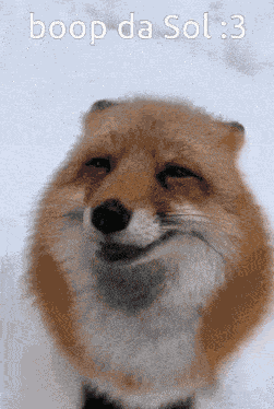 Sol Fox GIF
