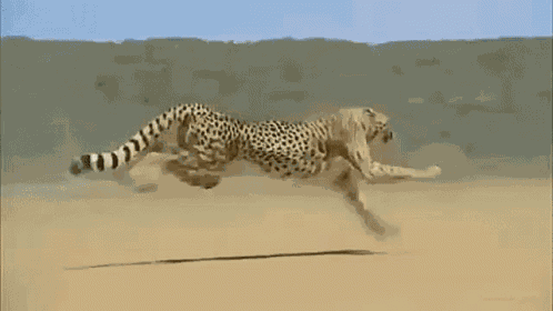 Somalia Sna GIF