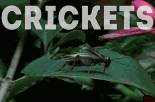 Sonnybrix Sonnycrickets GIF
