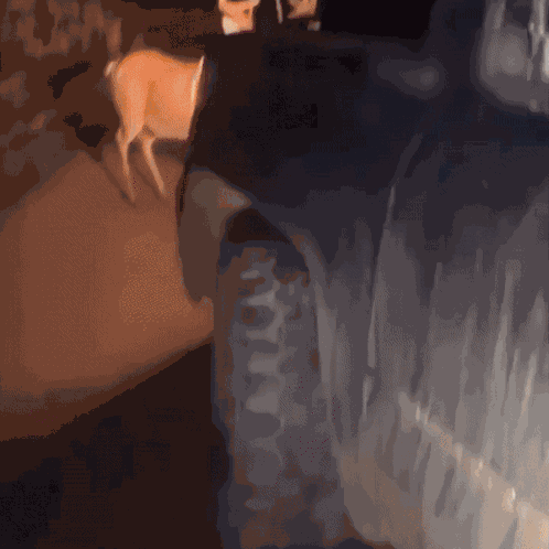 Soriamoriaa Deer GIF
