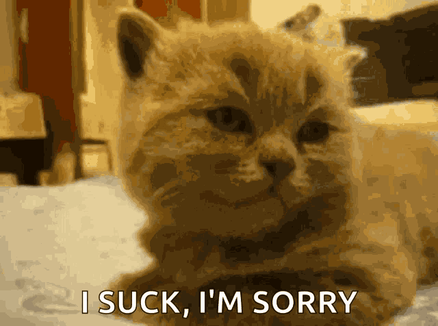Sorry Cat GIF
