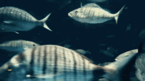Sosoaked Bassettee GIF