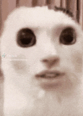 Sowakemeup Sowakemeupcat GIF