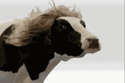 Spaghetti Agency Send The Cow GIF