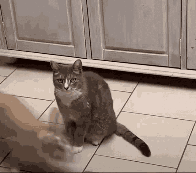 Sped Up Cat Running Zoom GIF