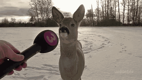 Speechless Deer GIF