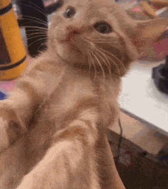 Spicy Cat GIF