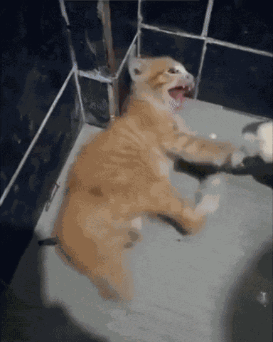 Spicy Kitten GIF