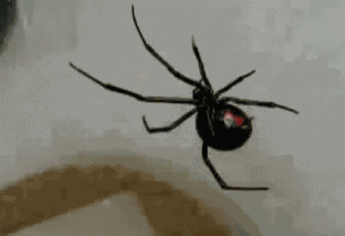 Spider Black Widow GIF