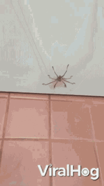 Spider Climb GIF