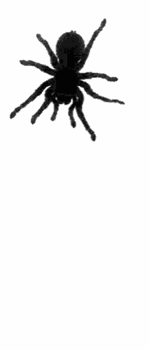 Spider Creepy GIF