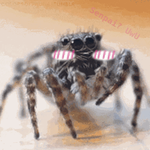 Spider Cute GIF