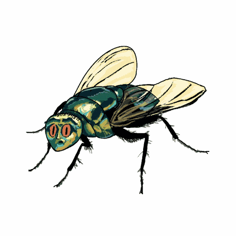 Spider Fly GIF
